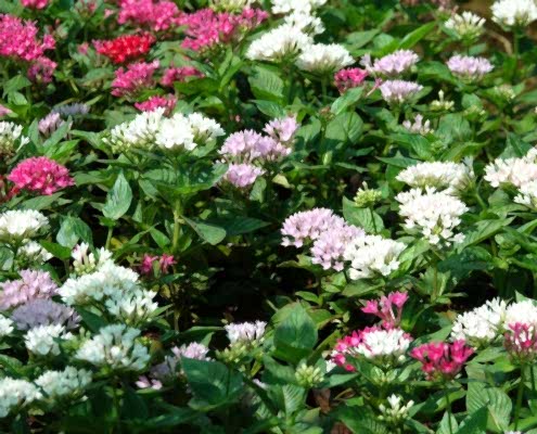 Akkom Enerji Peyzaj Çalışması