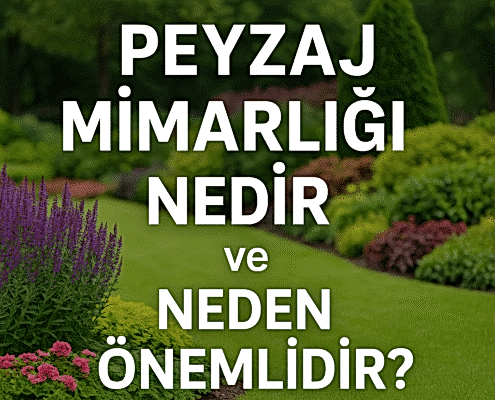 Peyzaj Mimarlığı Nedir ve Neden Önemlidir